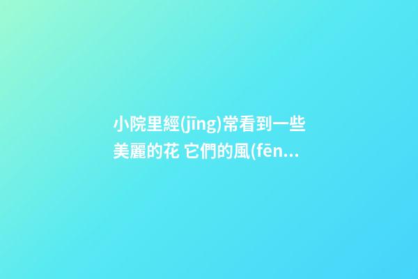 小院里經(jīng)常看到一些美麗的花 它們的風(fēng)水 你知道多少